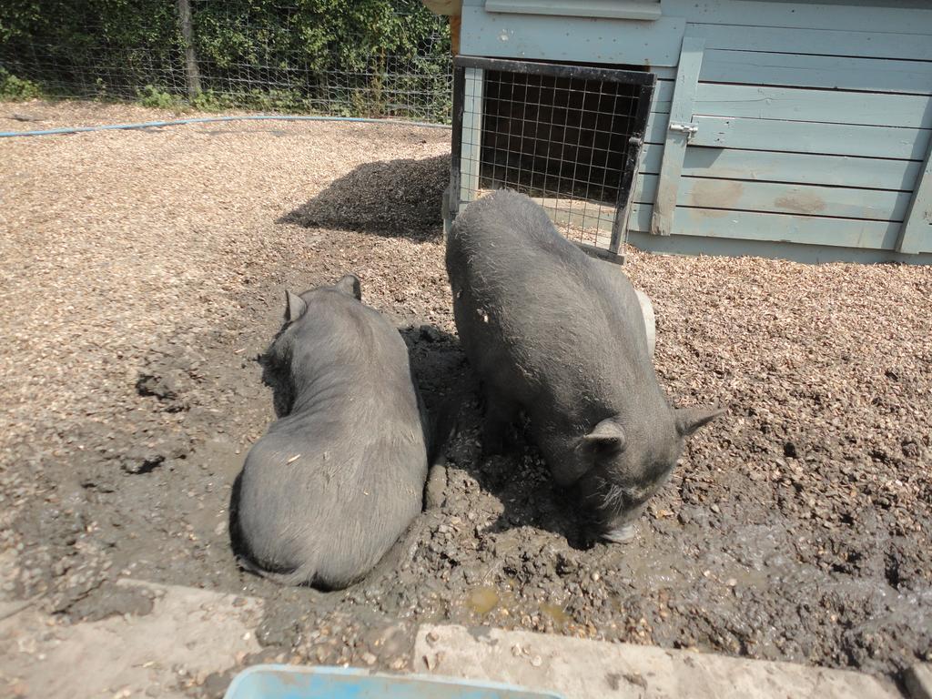 Willow Court Farm Studio West & Petting Farm, 8 Mins To Legoland & Windsor, 15 Mins To Lapland Ukヴィラ エクステリア 写真