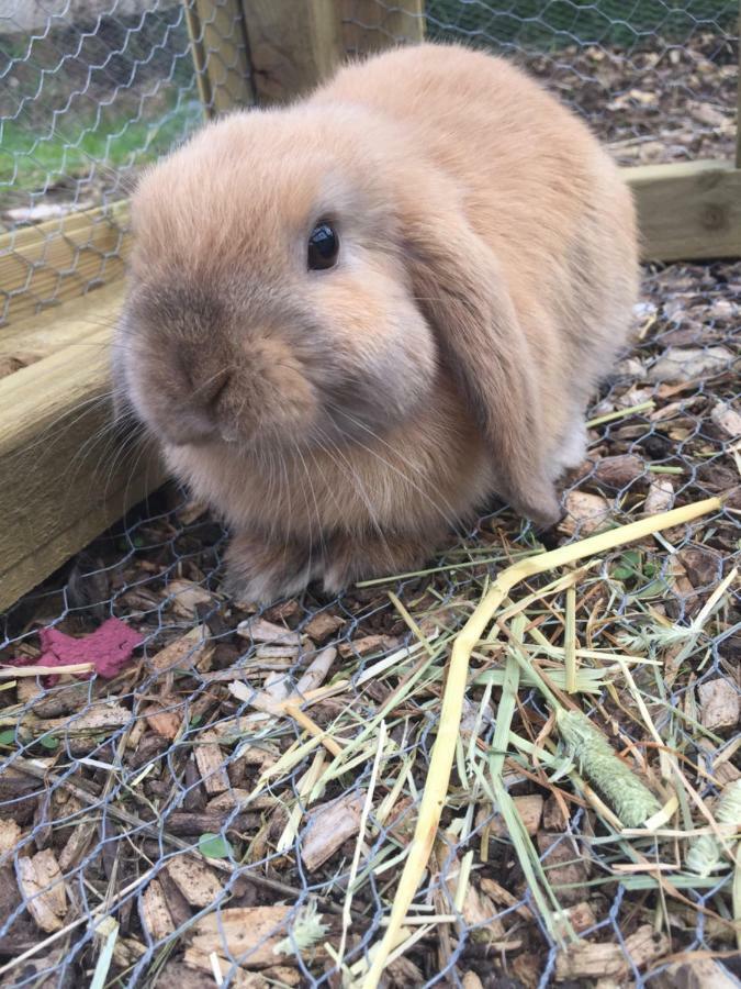 Willow Court Farm Studio West & Petting Farm, 8 Mins To Legoland & Windsor, 15 Mins To Lapland Ukヴィラ エクステリア 写真